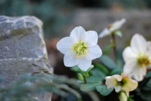 Christrose im Garten