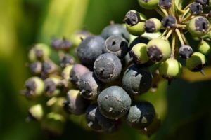 Efeubeeren