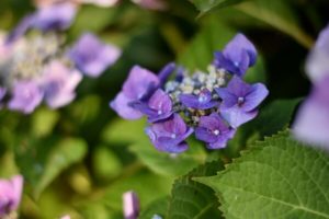 Blauviolette Hortensie