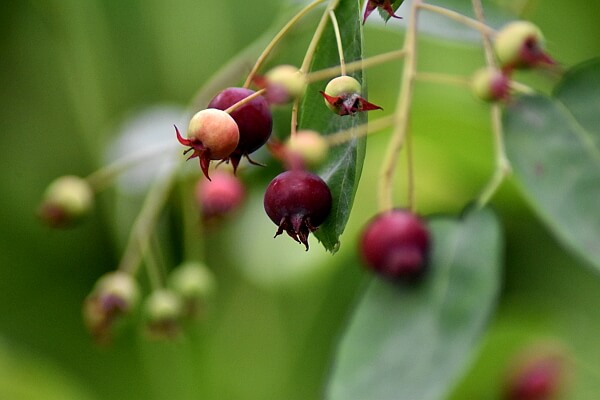 Beeren einer Felsenbirne Beeren einer Felsenbirne