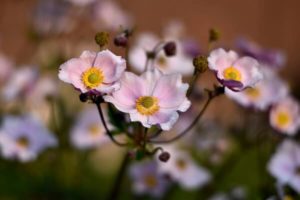 Anemone auf dem sommerlichen Balkon