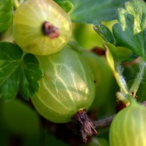 Stachelbeeren