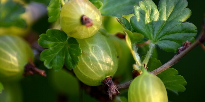 Stachelbeeren: Süße Früchtchen belohnen die stachelige Ernte