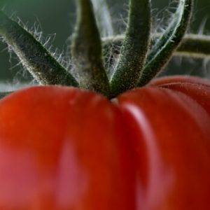 Tomate