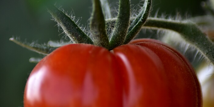 Tomate