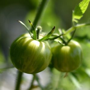 Tomatensorten - unreife Tomaten