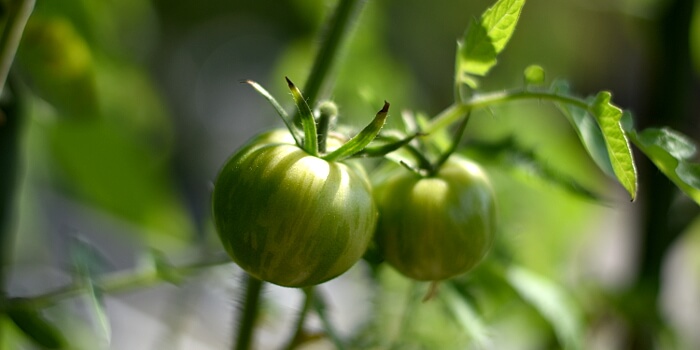 Tomatensorten - unreife Tomaten