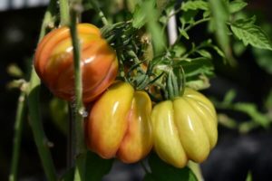 Tomatensorten - Bührer Keel