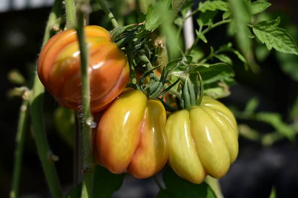 Tomatensorten - Bührer Keel Tomatensorten - Bührer Keel