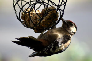 Vögel füttern - Buntspecht