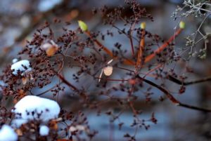 Kletterhortensie im Winter