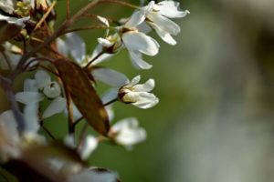 Blüten einer Felsenbirne