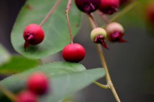 Unreife Früchte einer Felsenbirne