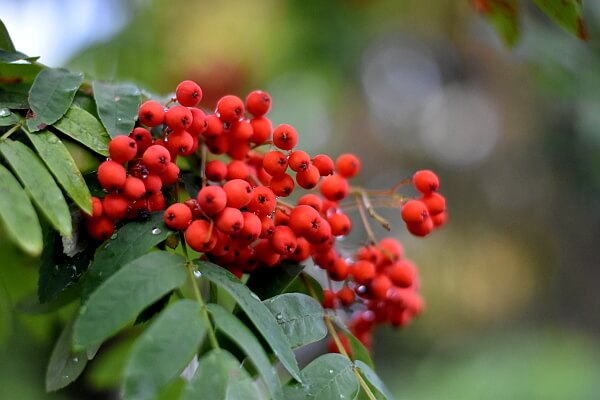Vogelbeeren in einer Vogelschutzhecke Vogelbeeren in einer Vogelschutzhecke