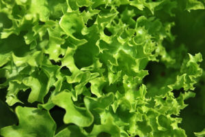 Beipflanzung Salat