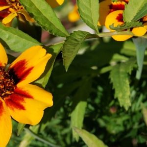 Beipflanzung Tagetes