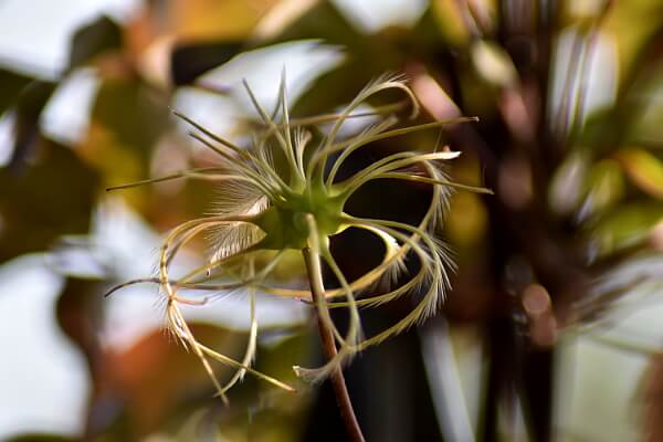 Samen der Clematis Samen der Clematis