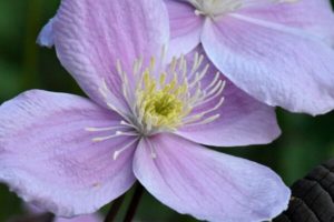 Blüte einer Clematis