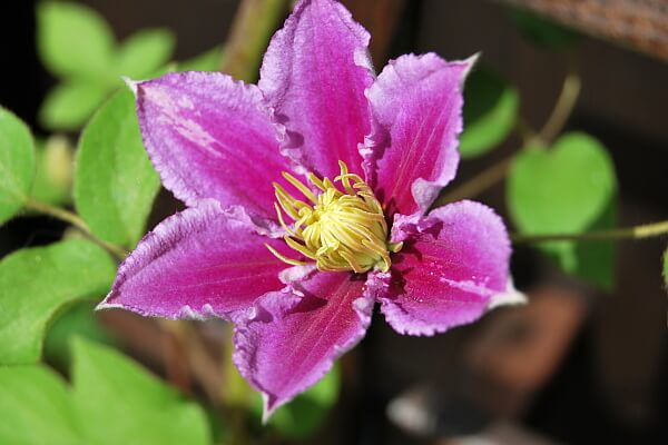 Blühende Clematis Blühende Clematis