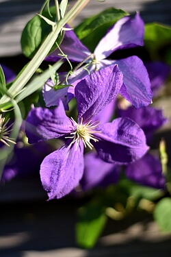 Lila Blüten einer Clematis Lila Blüten einer Clematis