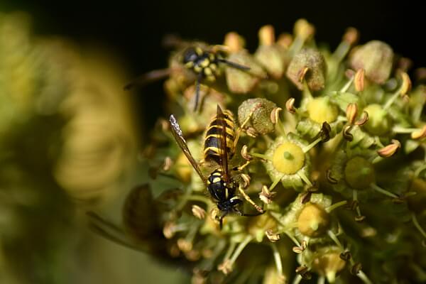 Efeu Blüten mit Insekt Efeu Blüten mit Insekt