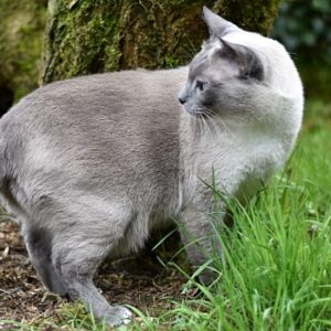 Katze - Katzenkräuter