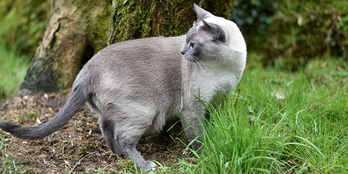 Katze - Katzenkräuter