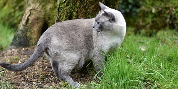 Der etwas andere Kräutergarten: Katzenkräuter für den Stubentiger