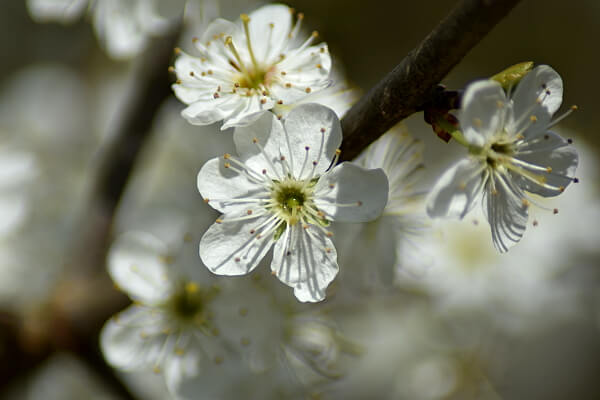 Schlehe Blüten