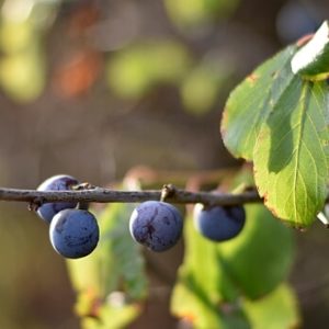 Schlehe im Herbst