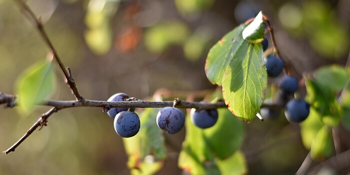 Schlehe im Herbst