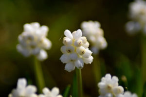 Armenische Traubenhyazinthe