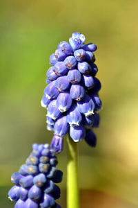 Armenische Traubenhyazinthe