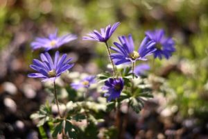 Anemone