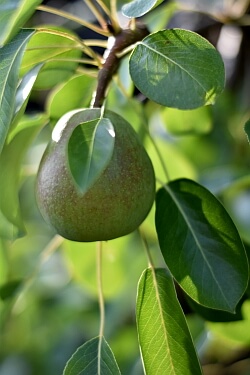 Birnenbaum im Bauerngarten Birnenbaum im Bauerngarten