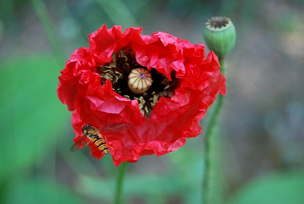 Mohn Mohn