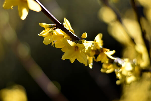 Forsythie Forsythie