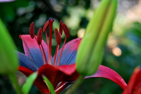 Lilien Lilien