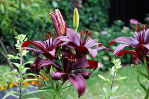 Lilien im Kübel
