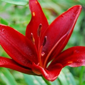 rote Lilie