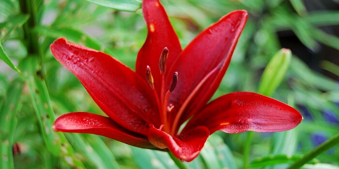 Lilien: kunstvolle und prächtige Blütenpracht im Garten