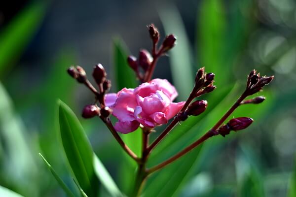 Oleander Oleander