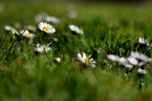 Gänseblümchen im Rasen