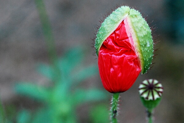 Mohnblumen Mohnblumen