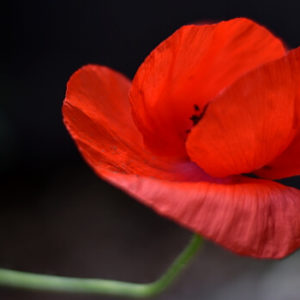 Roter Mohn