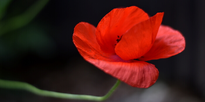 Mohnblumen: leuchtend rote Blüten im Garten