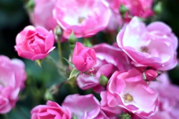 Sommerbepflanzung Rosen Sommerbepflanzung Rosen