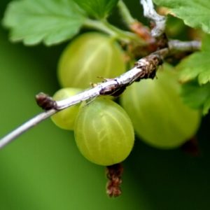 stachelbeeren schneiden