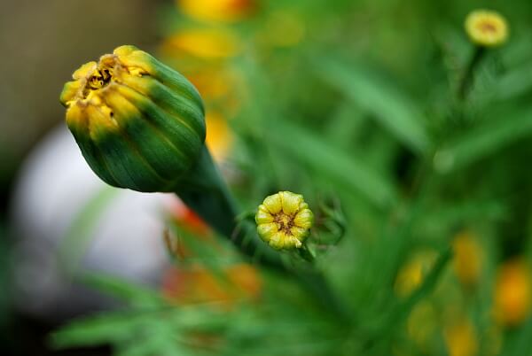 Tagetes Blütenknospen Tagetes Blütenknospen
