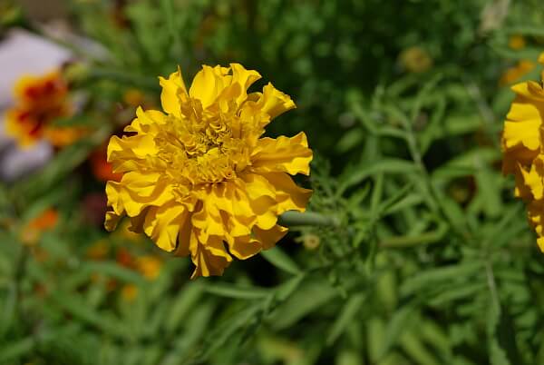Gelbe Tagetes Gelbe Tagetes